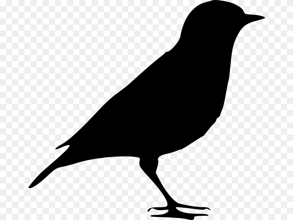 Transparent Feather Silhouette Crow Silhouette, Gray Free Png Download