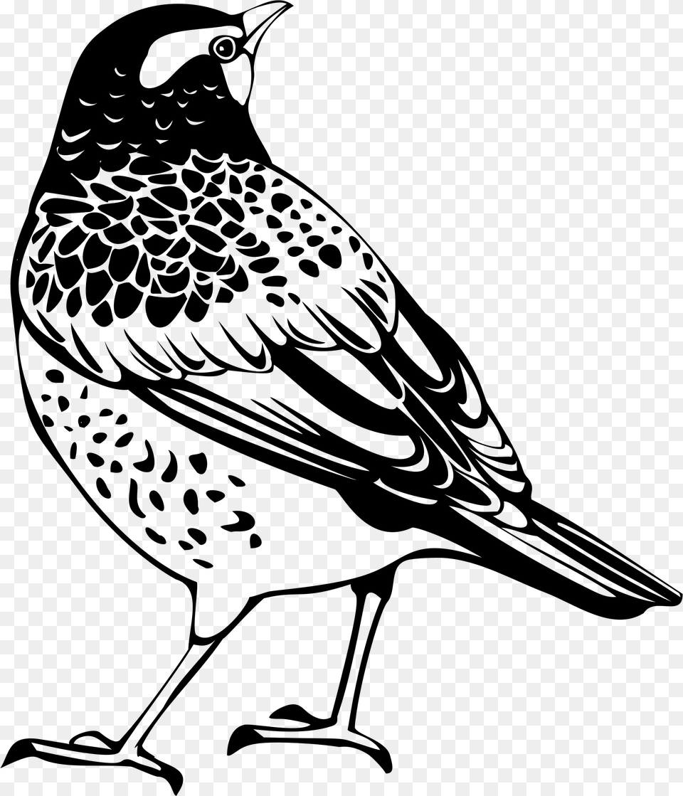 Transparent Feather Silhouette Thrush Black And White, Gray Png