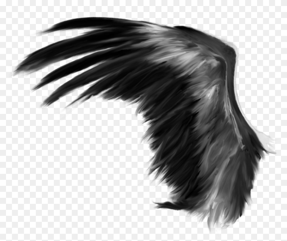 Transparent Feathers Angel Transparent Background Wings, Animal, Bird, Flying Free Png Download