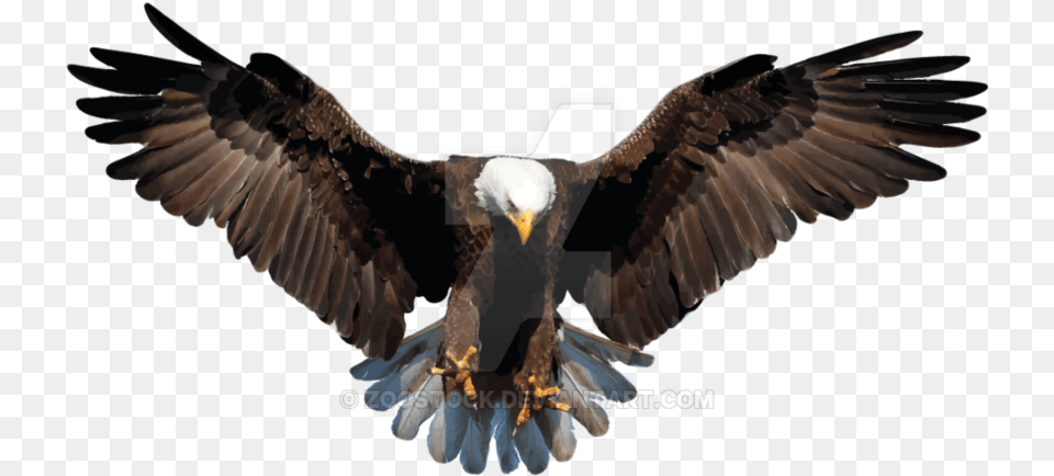 Transparent Feathers Eagle Transparent Background Eagle, Animal, Bird, Bald Eagle, Flying Png Image