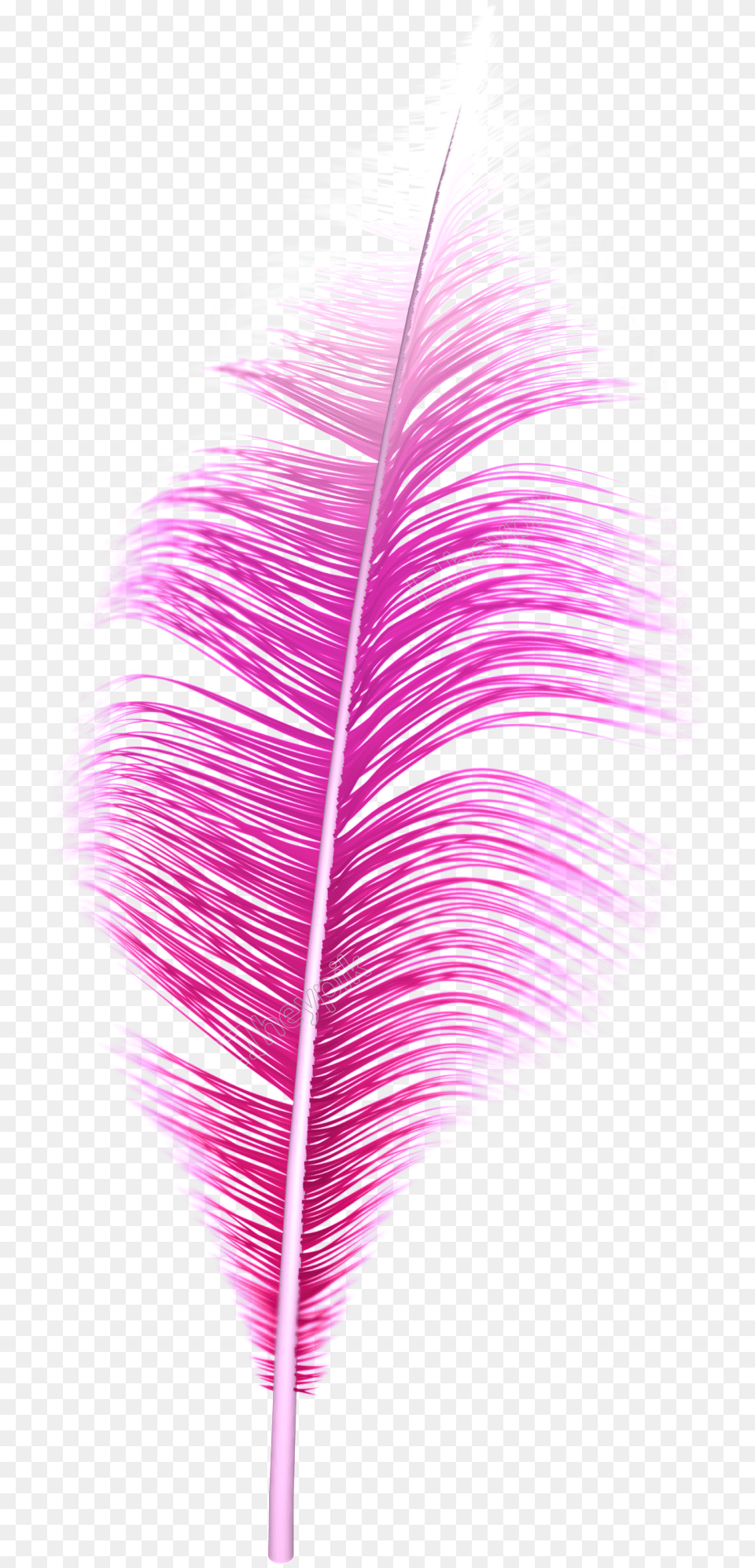 Transparent Feathers Feather Pink, Leaf, Plant, Bottle, Purple Free Png Download