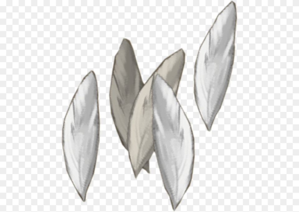 Transparent Feathers Silver Magnolia, Plant, Petal, Flower, Blade Png Image
