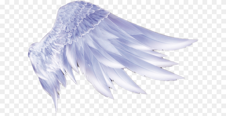 Transparent Feathers Supernatural Angel Wings Hd, Animal, Bird, Vulture, Eagle Free Png Download