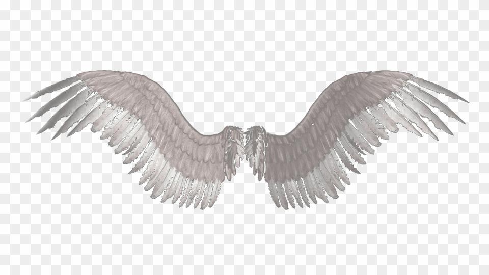 Transparent Feathers Supernatural Wings, Animal, Bird, Flying, Vulture Free Png