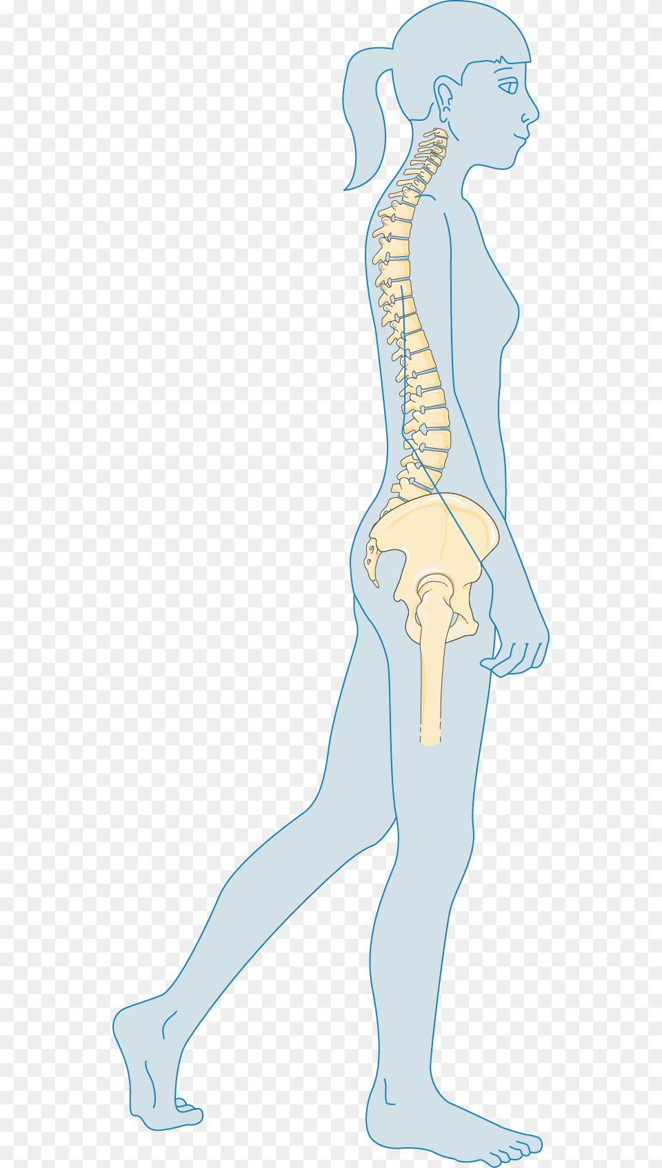 Transparent Femur Osteoporosis, Person, Face, Head Free Png Download