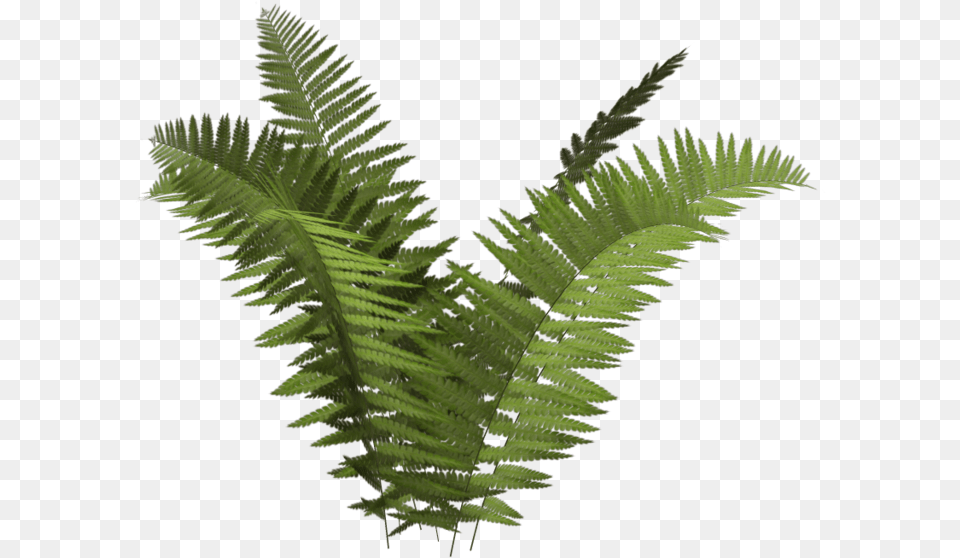 Transparent Fern Background Picture Fern, Plant Free Png