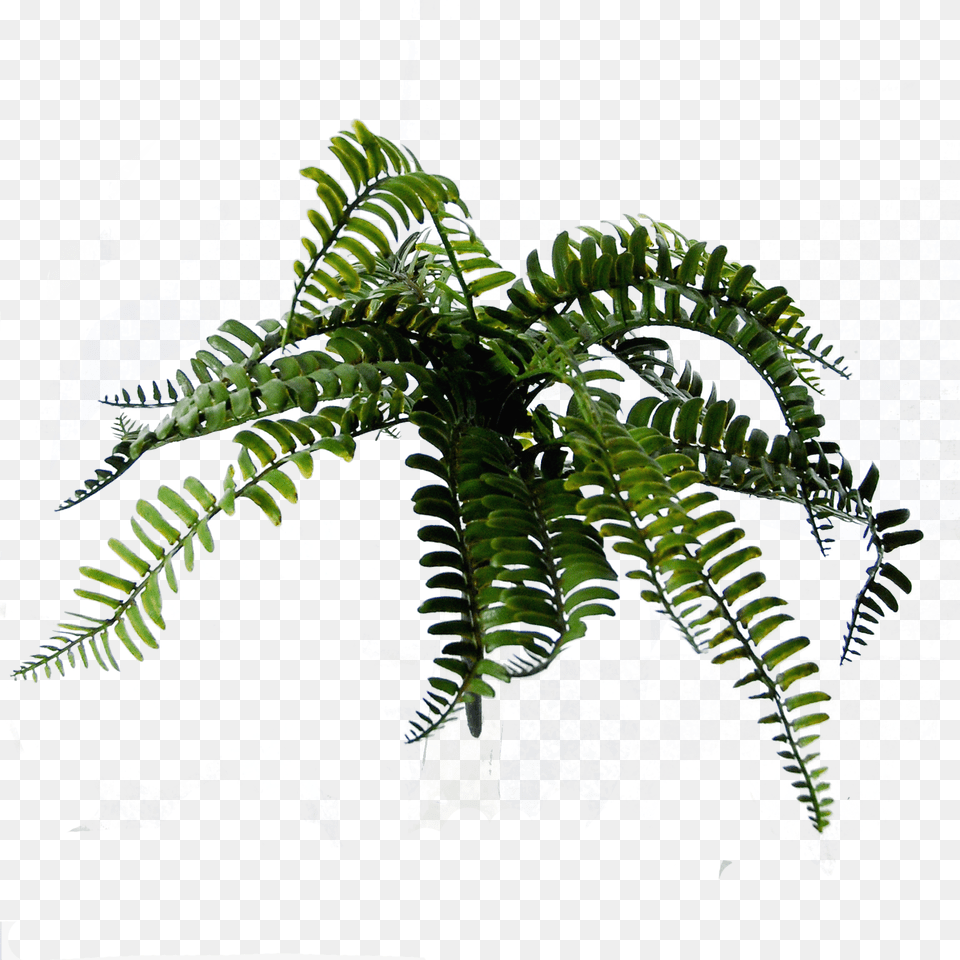 Transparent Fern Hanging Basket Fern, Leaf, Plant Png Image