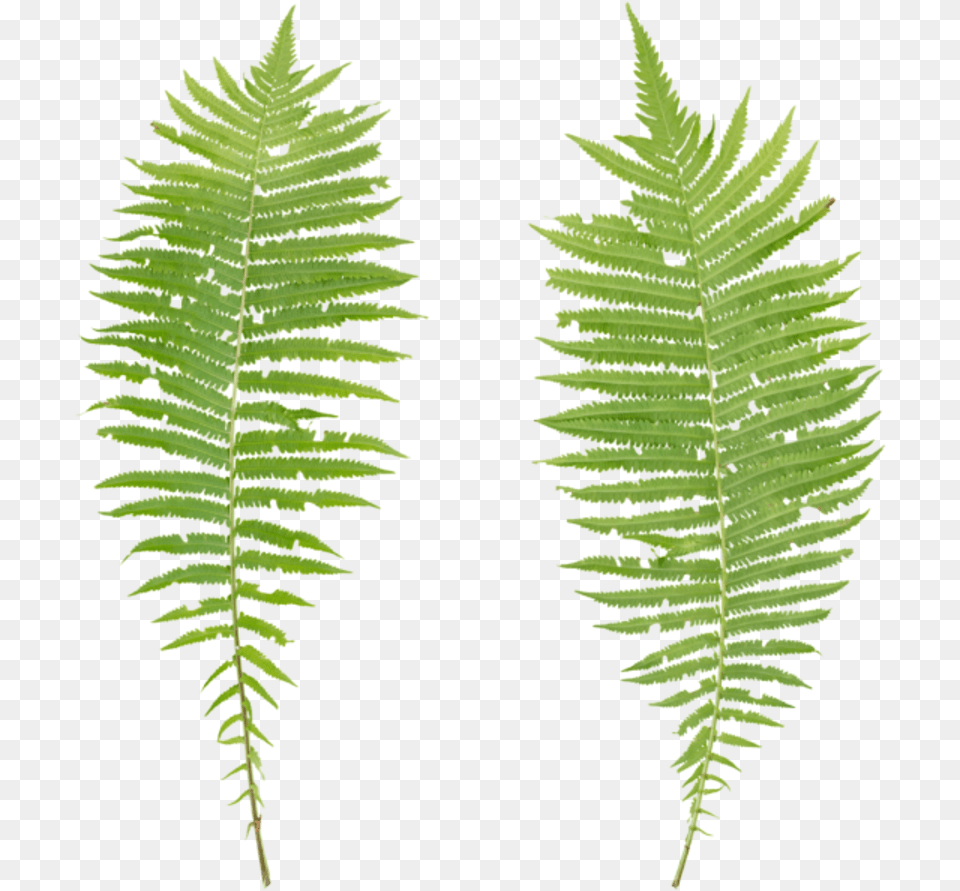 Transparent Fern Texture, Plant, Leaf Free Png Download