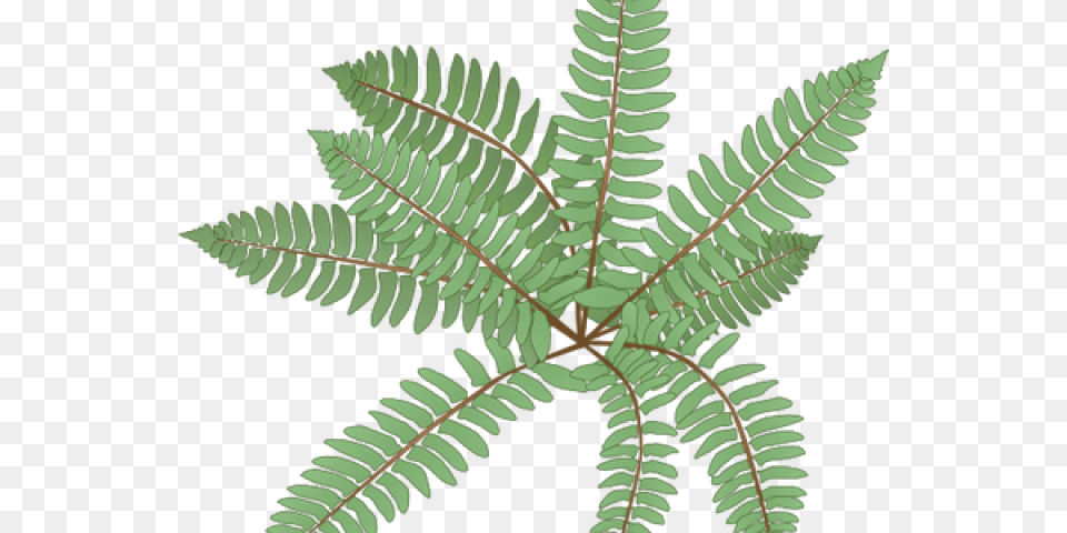 Transparent Ferns Clipart Fern, Plant, Leaf, Animal, Dinosaur Png Image
