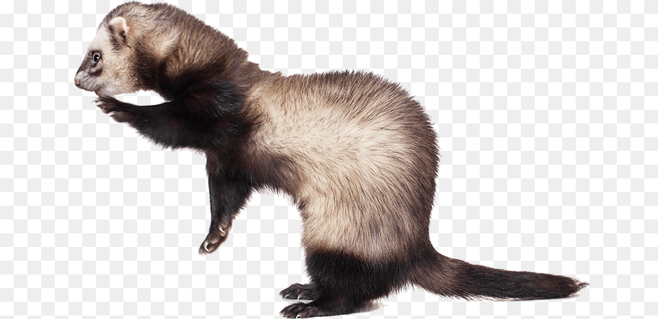 Transparent Ferret Sea Otter, Animal, Mammal, Bear, Wildlife Png Image