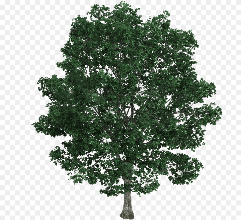 Transparent Ficus Tree Top View Tree Texture, Oak, Plant, Sycamore, Tree Trunk Free Png Download
