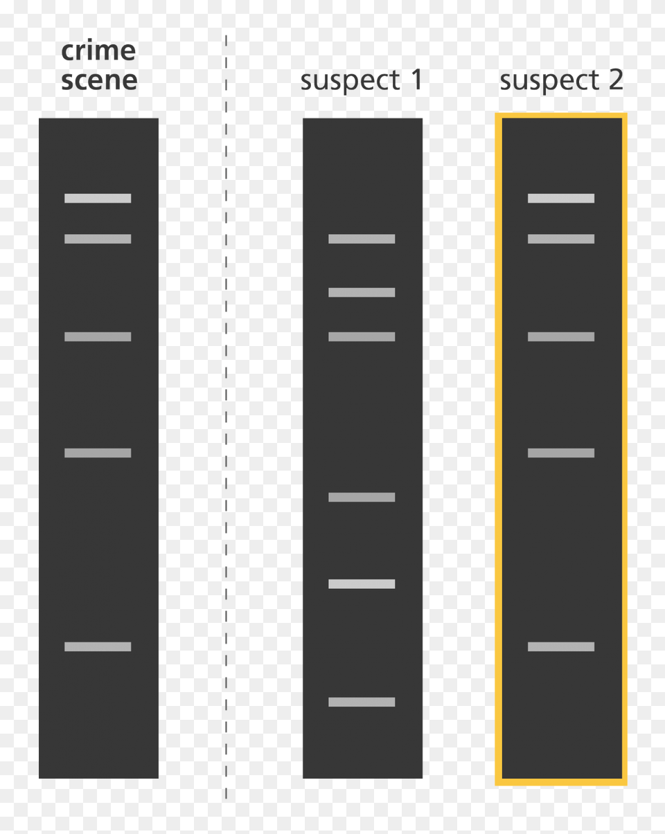 Transparent Fingerprints Clipart Crime Scene Dna Fingerprint, Home Decor, Road, Tarmac Free Png