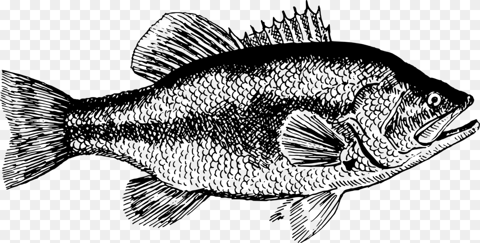 Transparent Fish Black And White Sea Bass Fish Black And White, Gray Png