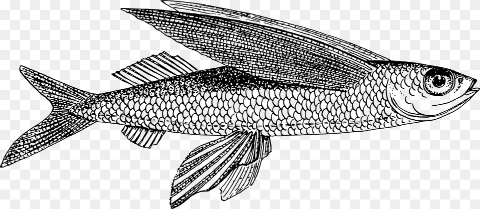 Transparent Fish Clipart Black And White Flying Fish Line Drawing, Gray Png Image