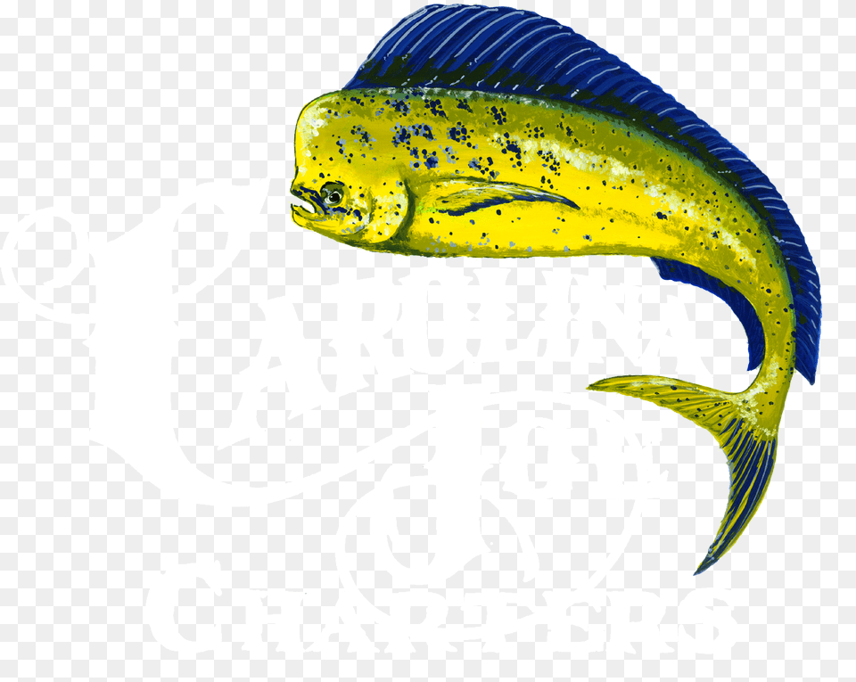 Fish Jumping Mahi Mahi Jumping, Animal, Sea Life, Shark, Baby Free Transparent Png