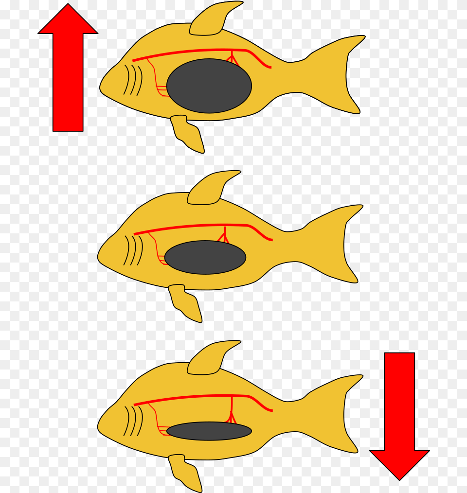 Transparent Fish Jumping Out Of Water Clipart Buoyancy Fish Swim Bladder, Animal, Sea Life, Shark, Tuna Free Png