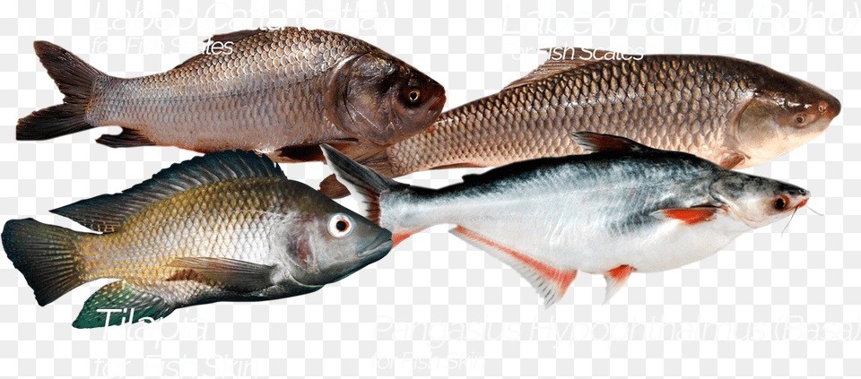 Transparent Fish Scales Oily Fish, Animal, Sea Life, Food, Mullet Fish Png Image