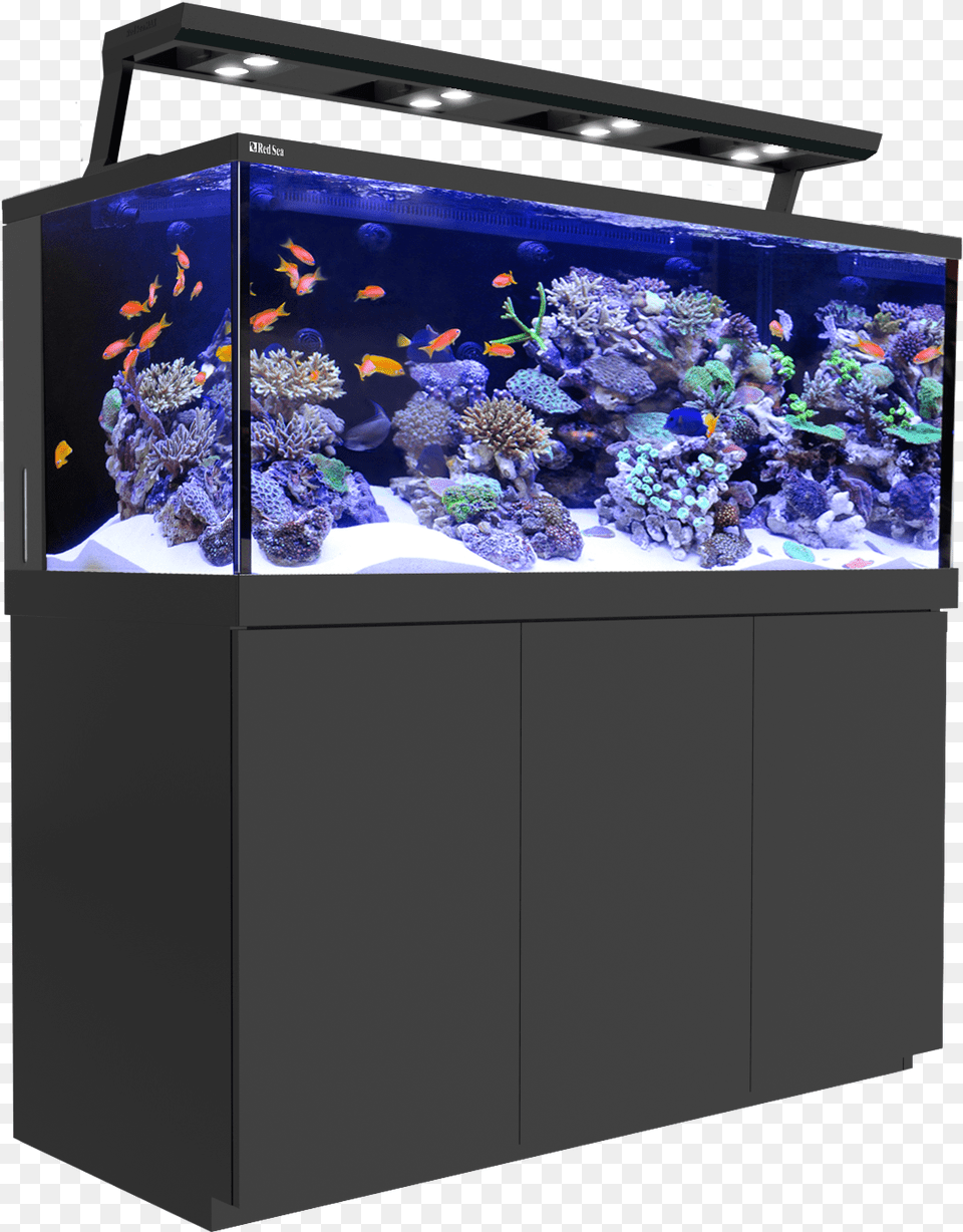 Transparent Fish Tank Red Sea Reefer Deluxe, Animal, Aquarium, Sea Life, Water Png Image
