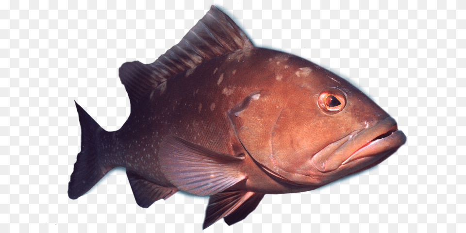 Transparent Fish Transparent Deep Sea Fish, Animal, Sea Life, Cod Free Png