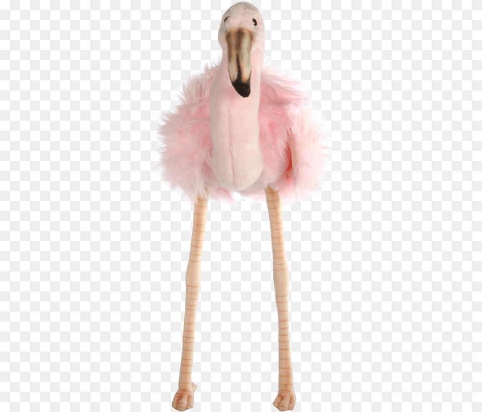 Transparent Flamingo, Animal, Bird, Adult, Female Free Png Download