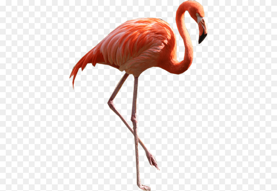 Transparent Flamingo Clipart Dua Lipa Sims, Animal, Bird Free Png Download