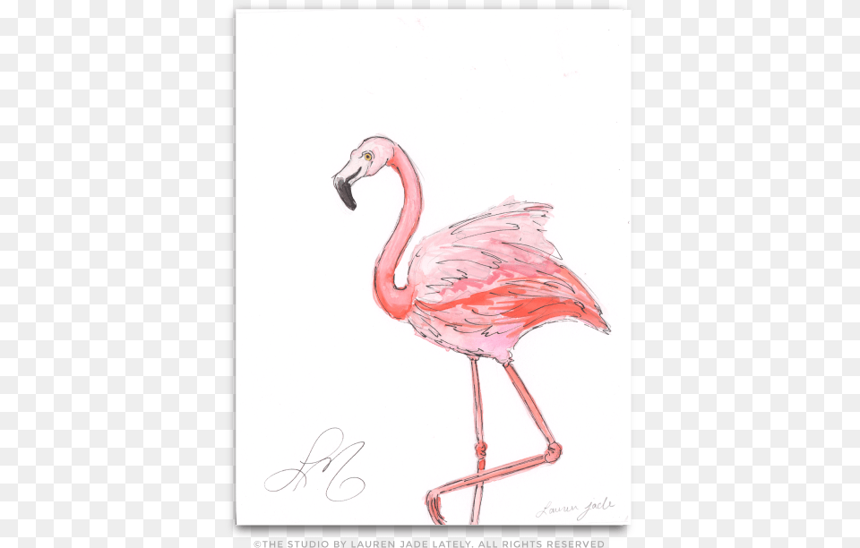 Transparent Flamingo Heart, Animal, Beak, Bird Png Image