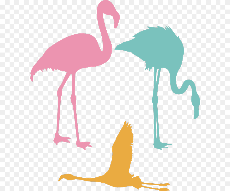Transparent Flamingo Silhouette Flamenco Volando, Animal, Bird, Person Png