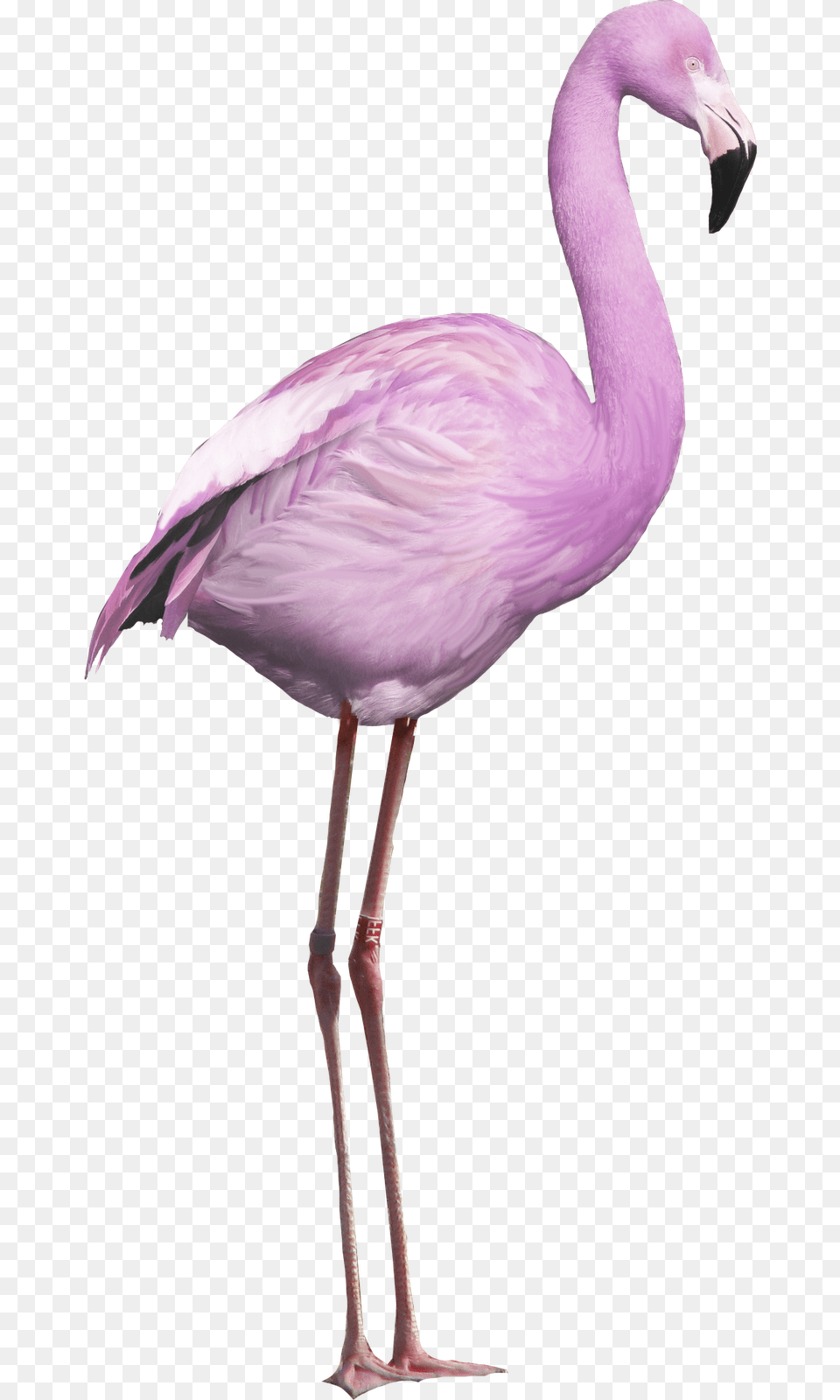 Transparent Flamingos Clipart Ave Flamenco, Animal, Bird, Flamingo Free Png