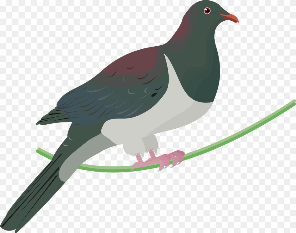 Transparent Flight Of Pigeons Clipart Kereru Transparent, Animal, Bird, Pigeon, Dove Png Image