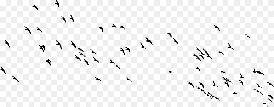 Transparent Flock Of Birds, Gray Png