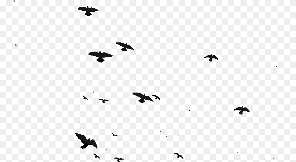 Transparent Flock Of Birds Silhouette Flock, Animal, Bird, Flying Free Png