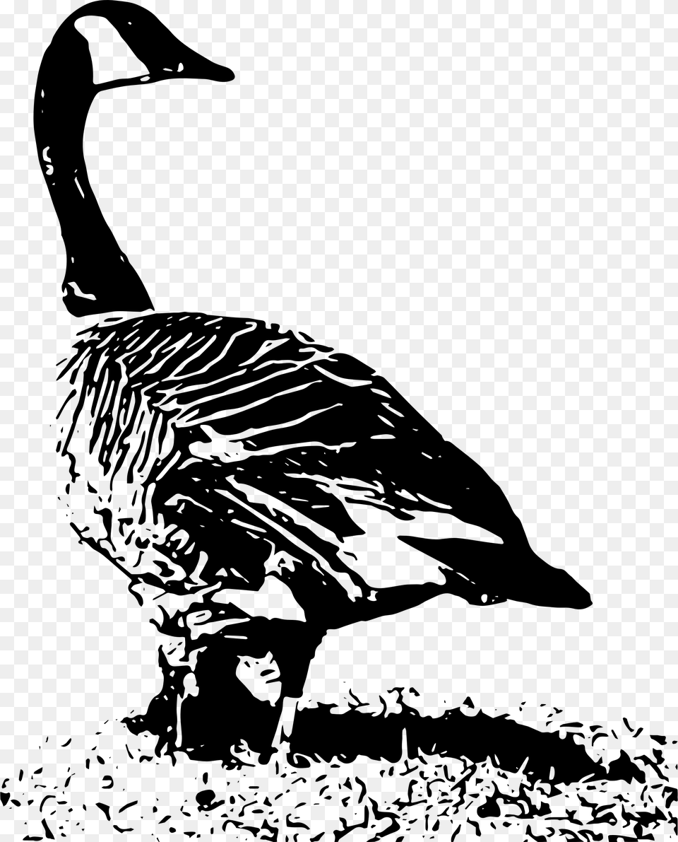 Transparent Flock Of Geese Clipart Black And White Canada Goose Nest, Gray Free Png Download