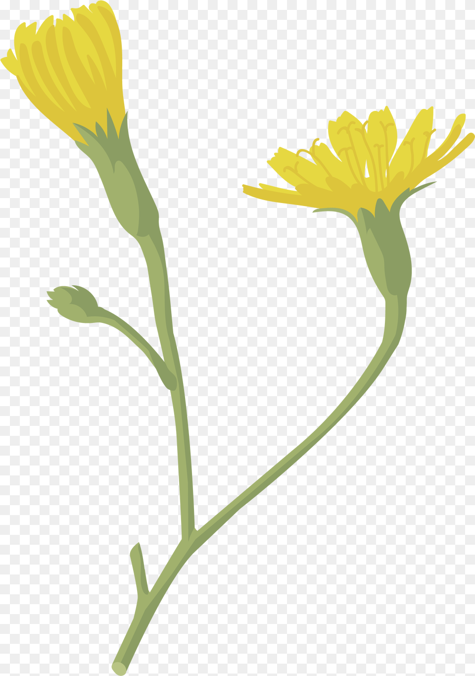 Transparent Flor English Marigold, Daisy, Flower, Plant, Petal Png