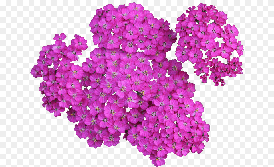 Transparent Floral Clipart Achillea, Flower, Geranium, Petal, Plant Free Png Download