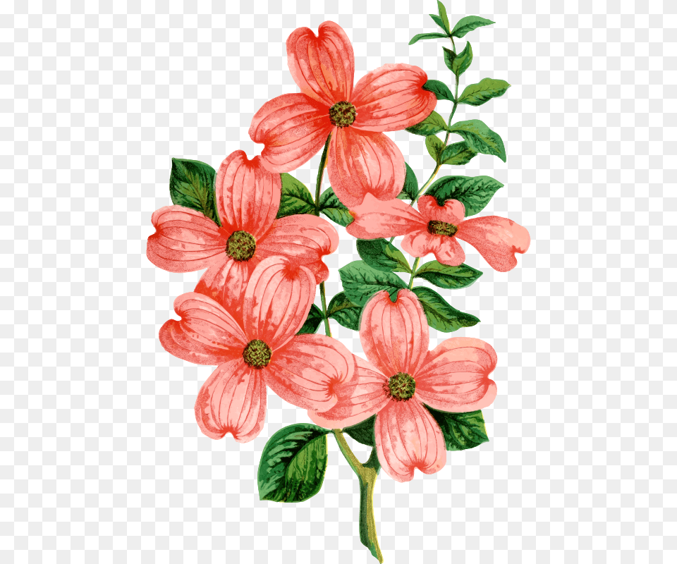 Transparent Floral Design Christmas Flower Bouquet Flowering Dogwood, Plant, Petal, Geranium, Dahlia Free Png