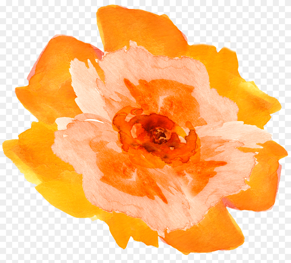 Transparent Floral Watercolor Orange Watercolor Flower, Petal, Plant, Anther, Daffodil Png