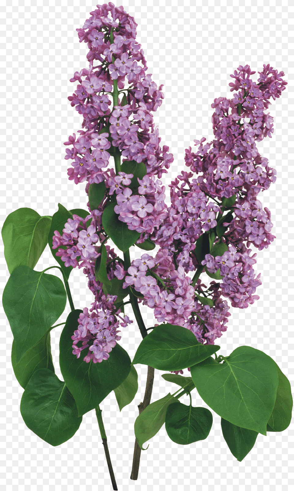 Flores Blancas Flower Border Designs, Plant, Lilac Free Transparent Png