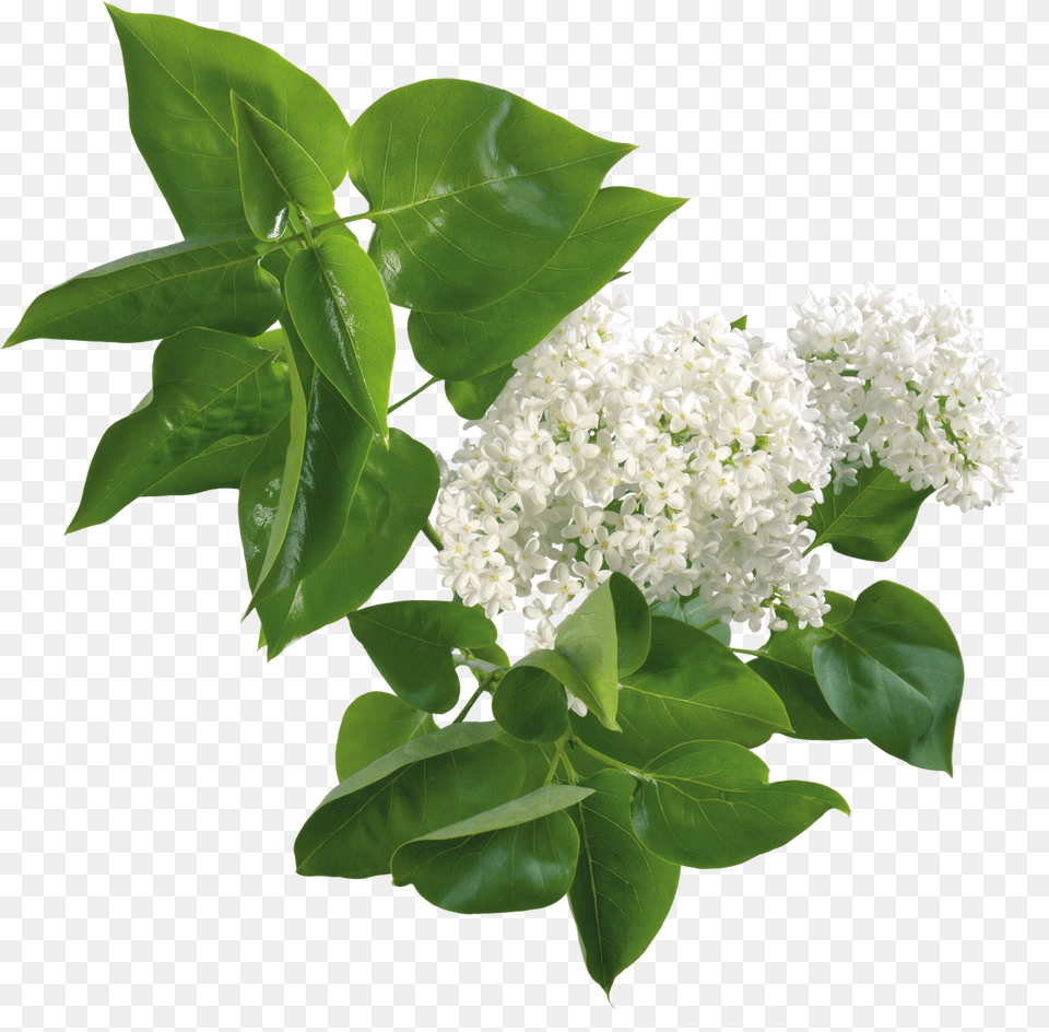 Transparent Flores Blancas White Lilac, Flower, Plant, Leaf Free Png Download
