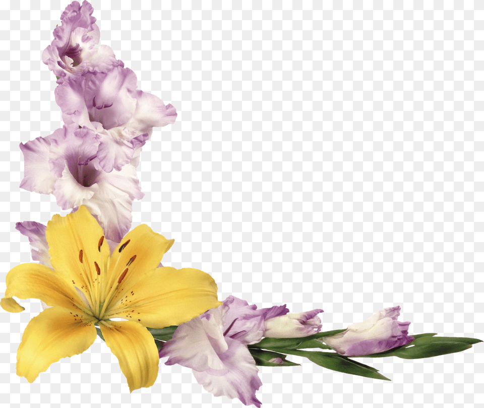 Transparent Flores Flores Marco, Flower, Plant, Petal, Flower Arrangement Free Png Download