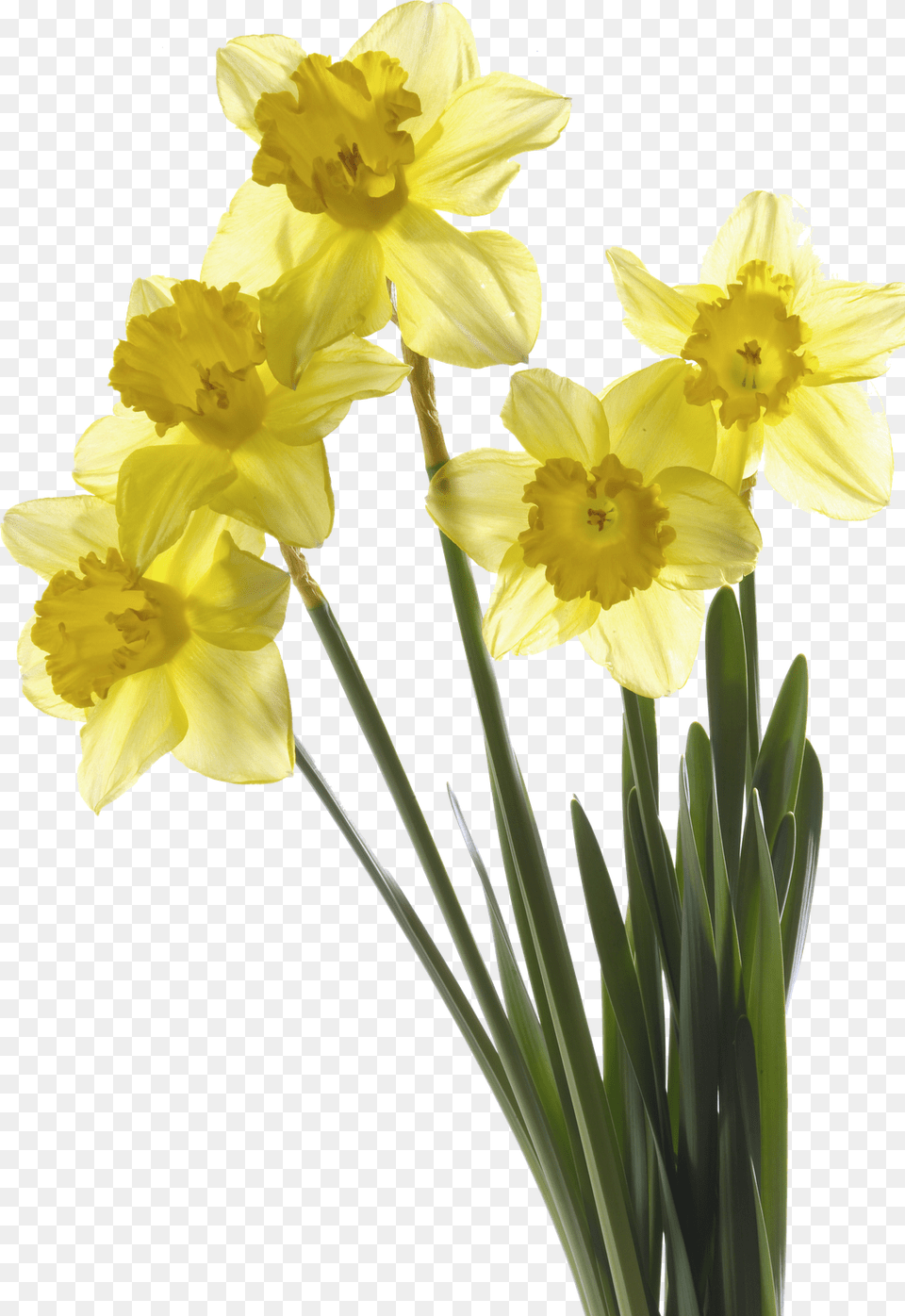 Transparent Flores Para Photoshop Flores Para Photoshop, Daffodil, Flower, Plant Png