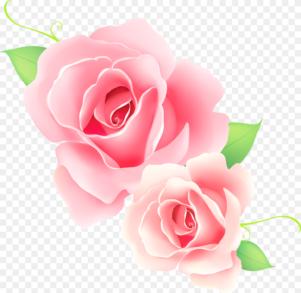 Transparent Flores Rosas Pink Rose Vector, Flower, Plant, Petal Png Image