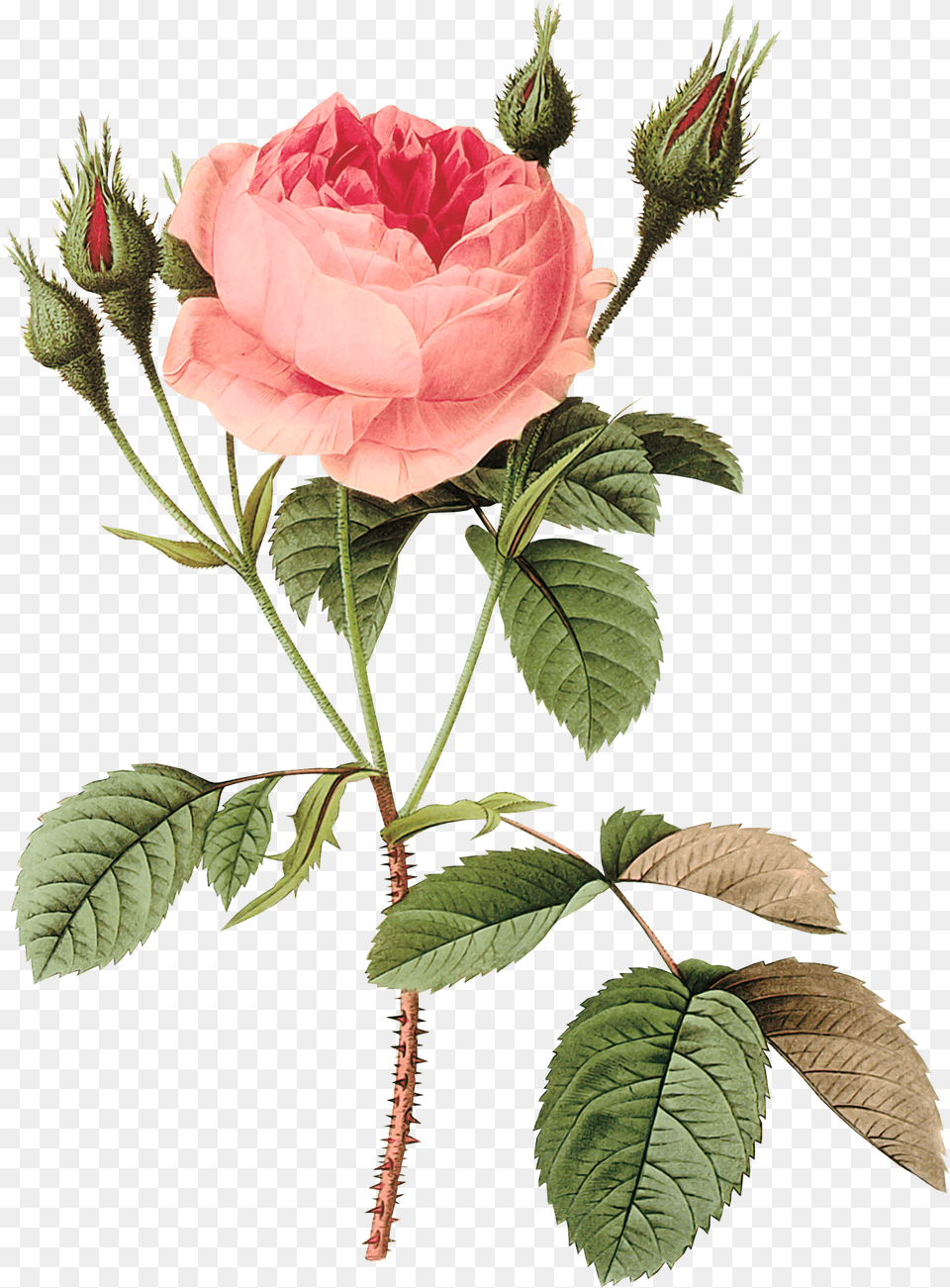 Transparent Flores Rose Redout, Flower, Plant, Leaf Png Image