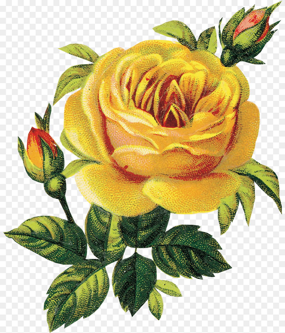 Transparent Flores Vintage Vintage Yellow Roses Clipart, Flower, Plant, Rose Png