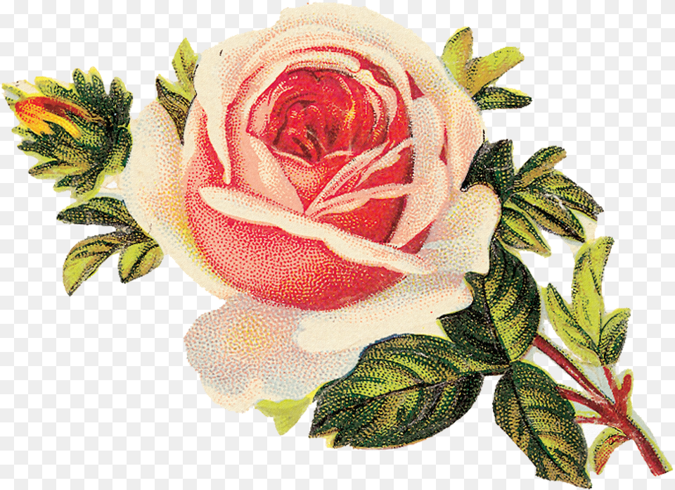 Flores Y Pajaritos Vintage Cross Stitch Patterns For Roses, Flower, Plant, Rose, Pattern Free Transparent Png