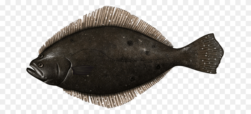 Flounder Fish Summer Flounder Fluke, Animal, Sea Life, Halibut Free Transparent Png