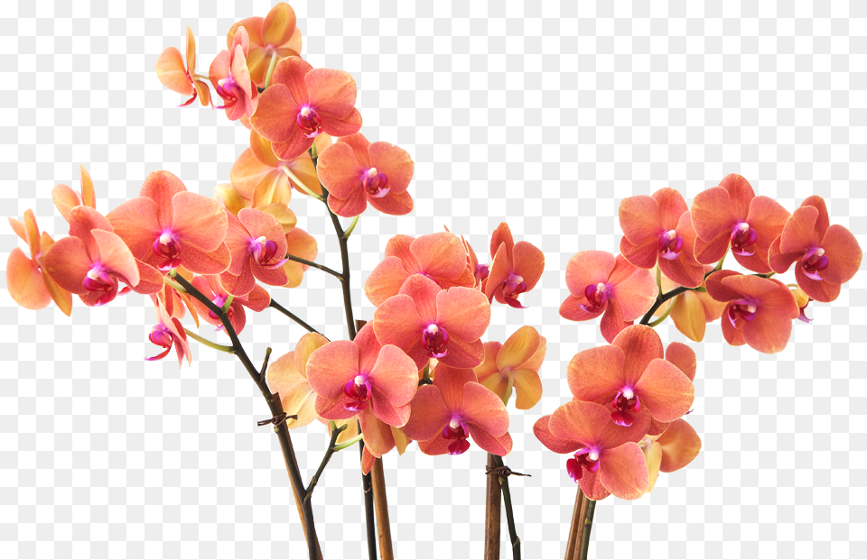 Transparent Flower Branch Small Flowers Branch, Orchid, Plant Free Png Download