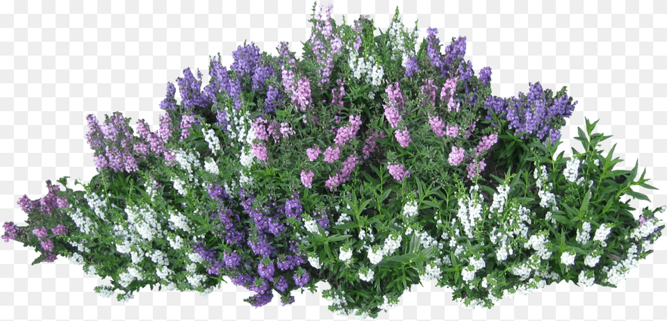 Transparent Flower Bush, Herbal, Herbs, Plant, Lupin Free Png