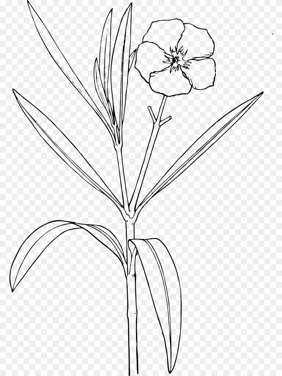 Transparent Flower Bushes Nature Drawing A Flower, Gray Png Image