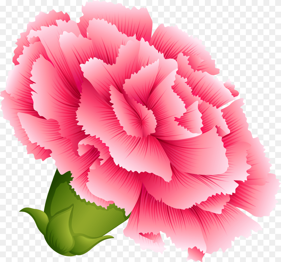 Transparent Flower Clipart Carnation Clipart Free Png Download