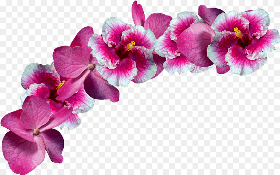 Transparent Flower Crown Background Flower Crown Transparent, Geranium, Plant, Orchid, Petal Png